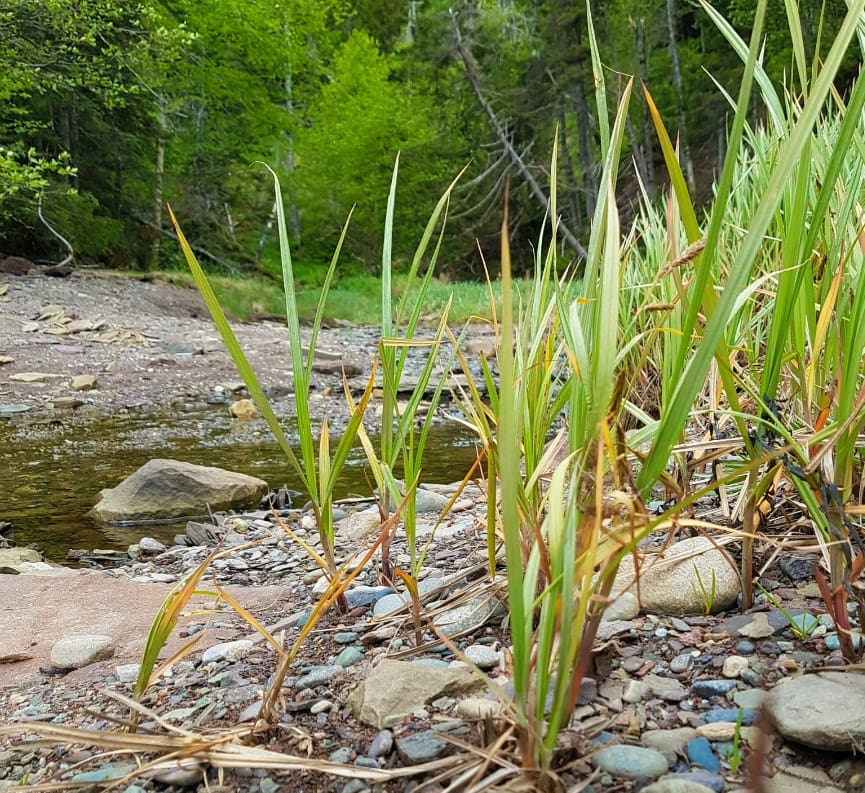 Herring Cove Beach at Fundy National Park New Brunswick